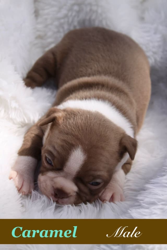 Boston Terrier Puppies media 2