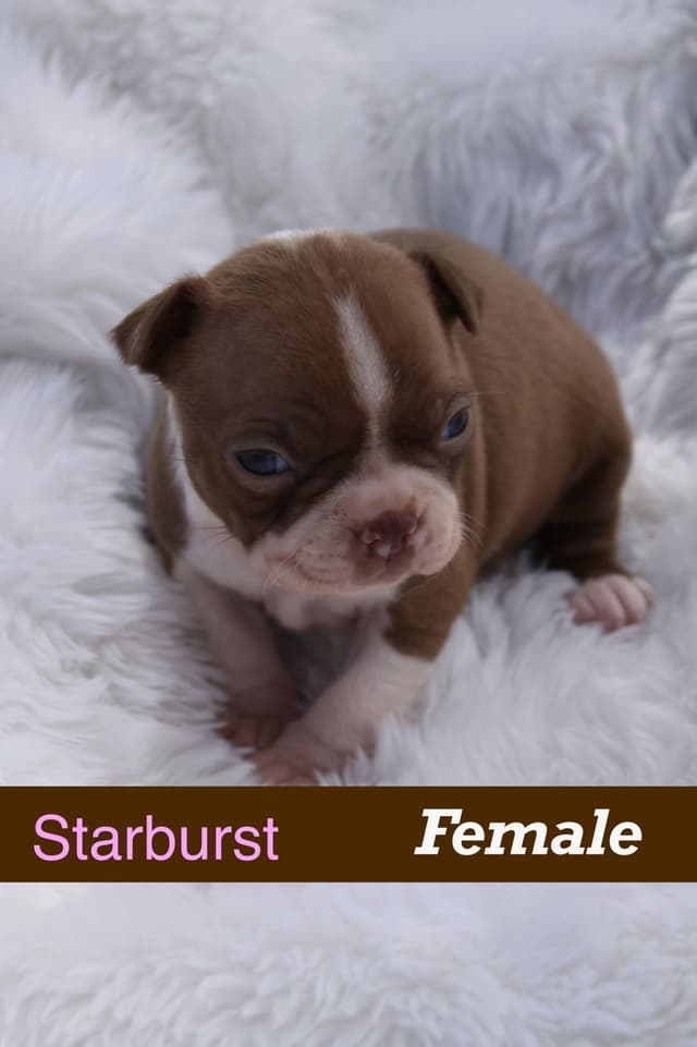 Boston Terrier Puppies media 5