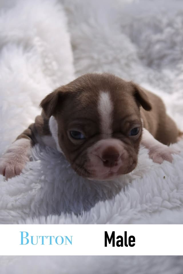 Boston Terrier Puppies media 7