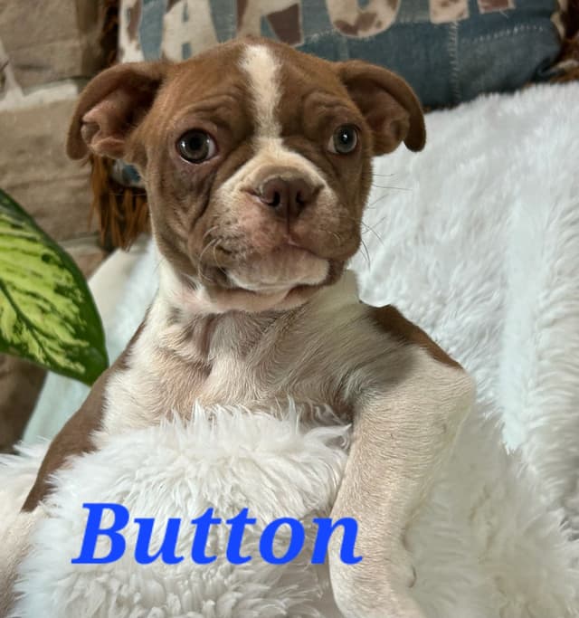 Boston Terrier Puppies media 8