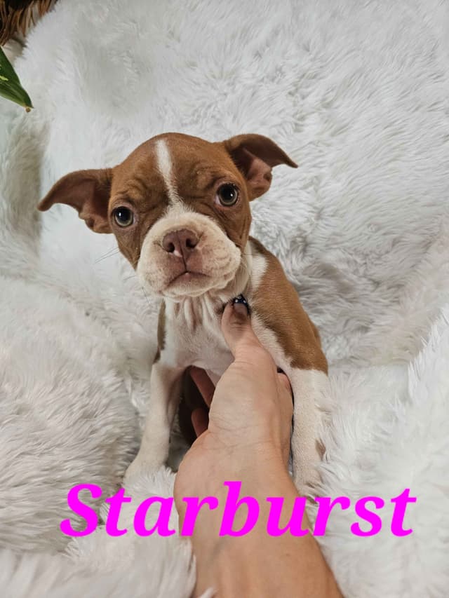 Boston Terrier Puppies media 6