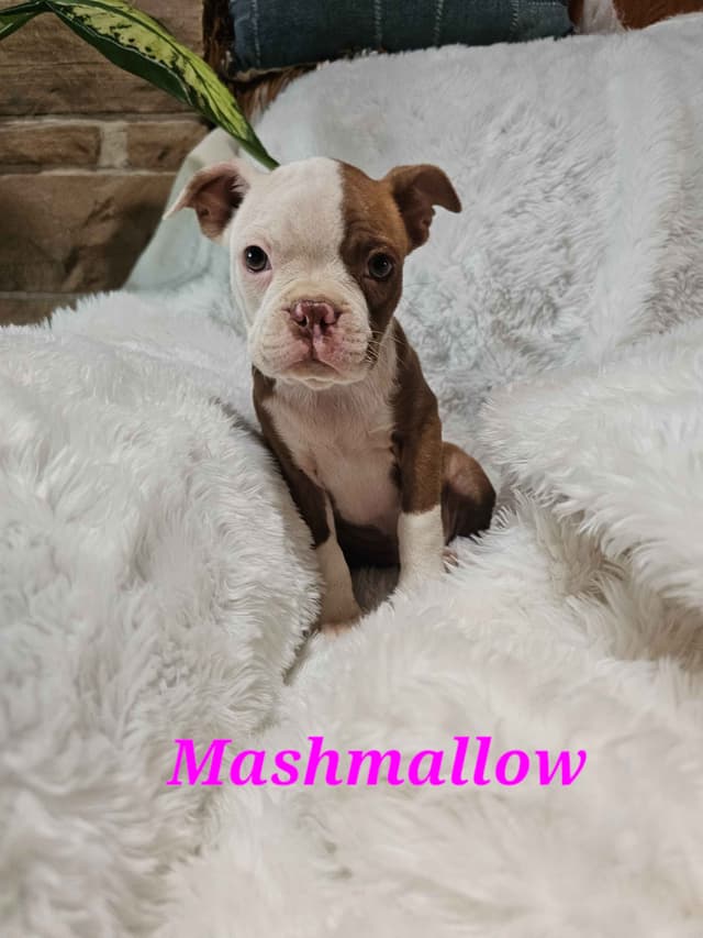 Boston Terrier Puppies media 4