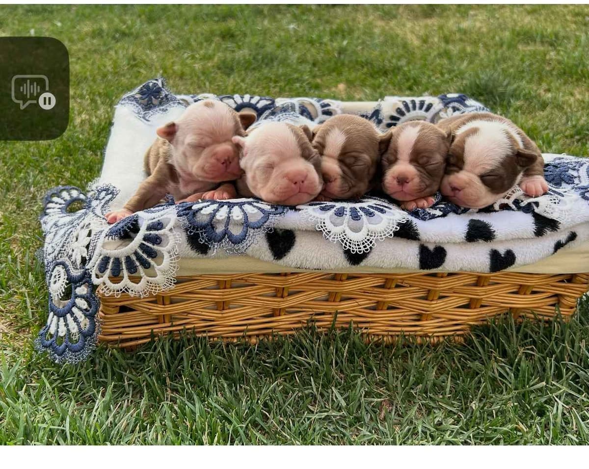 Boston Terrier Puppies breeder image 1