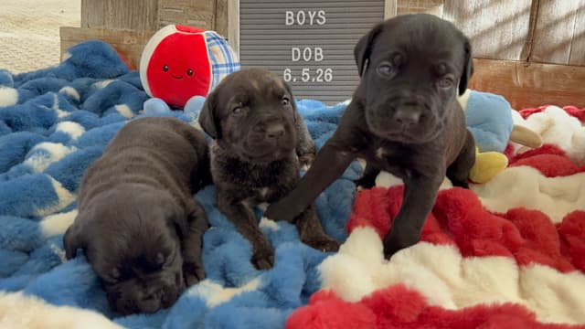 Cane Corso Puppies media 3