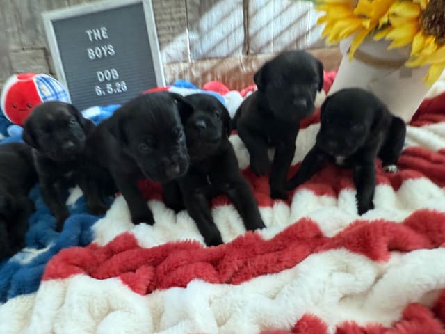 Cane Corso Puppies media 4