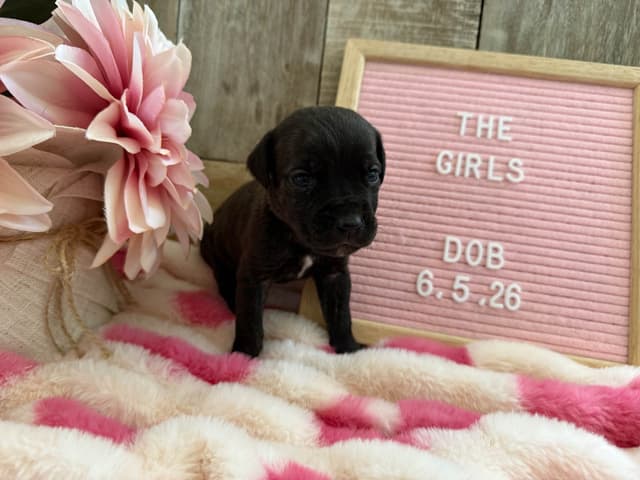 Cane Corso Puppies media 5
