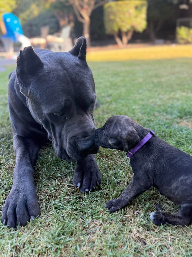 Cane Corso Puppies media 7