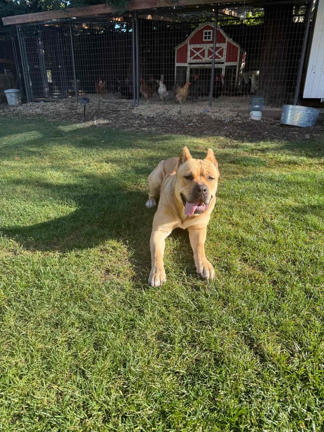 Cane Corso Puppies media 8