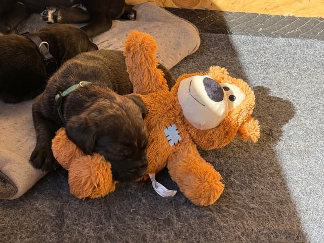 Cane Corso Puppies media 9