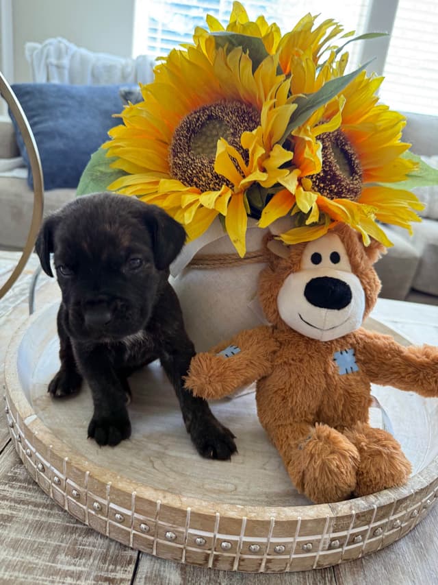 Cane Corso Puppies media 10