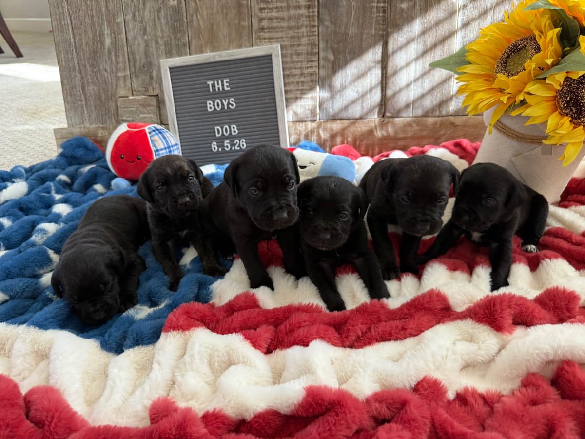 Cane Corso Puppies breeder image 3