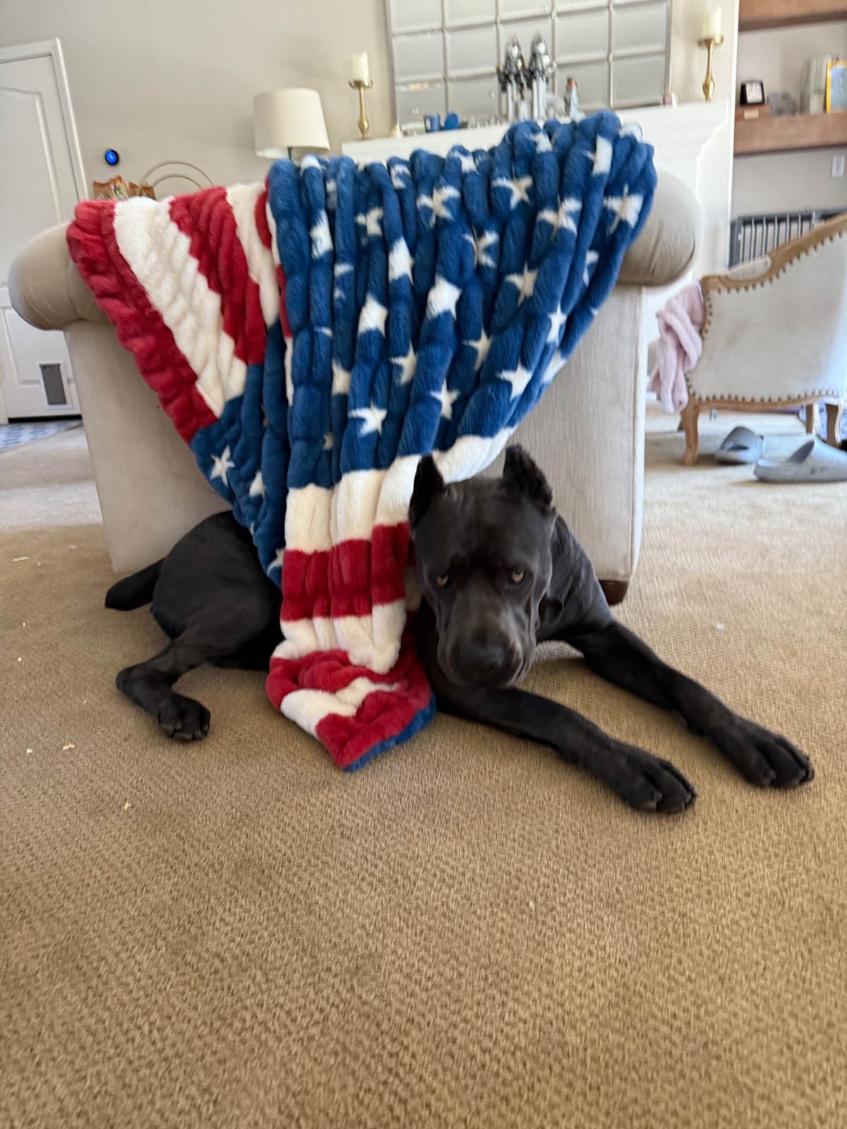 Cane Corso Puppies breeder image 5