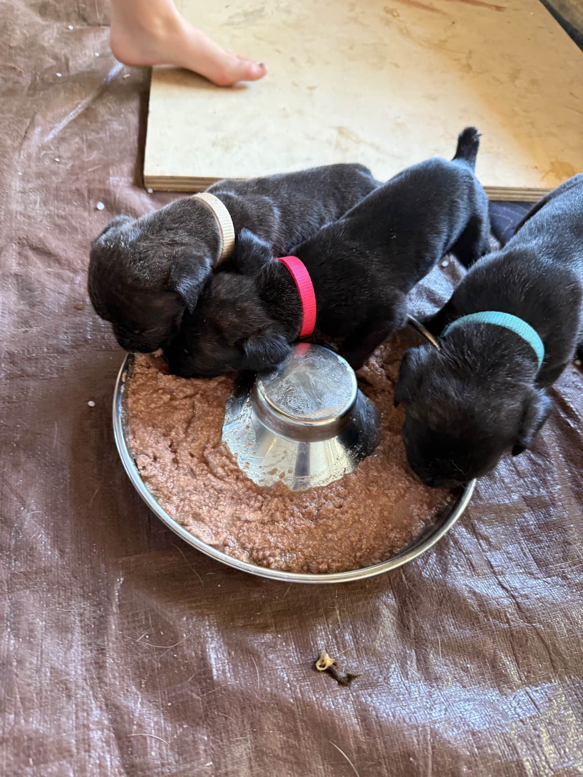 Cane Corso Puppies breeder image 7