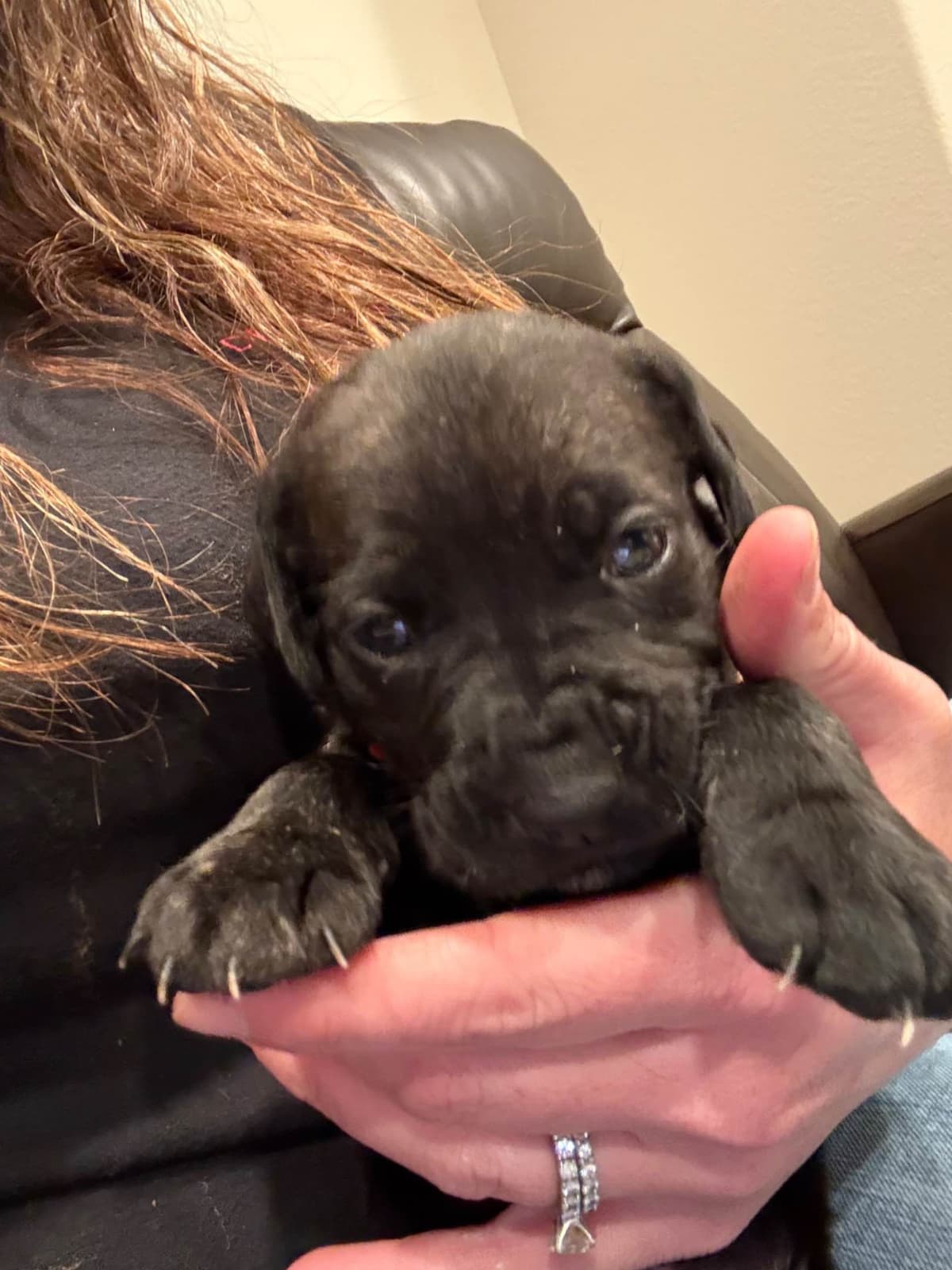 Cane Corso Puppies breeder image 8
