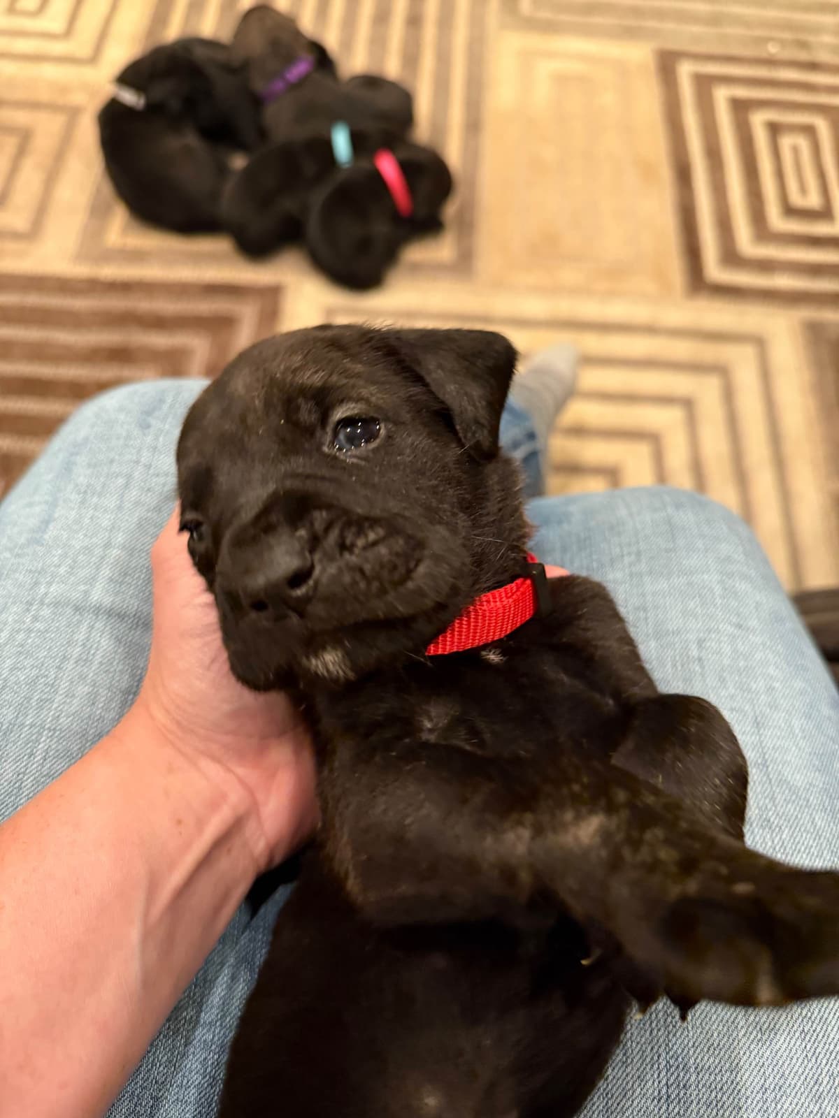 Cane Corso Puppies breeder image 9