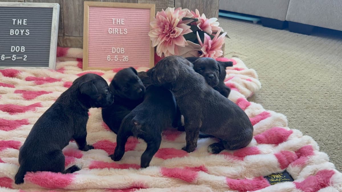 Cane Corso Puppies breeder image 10