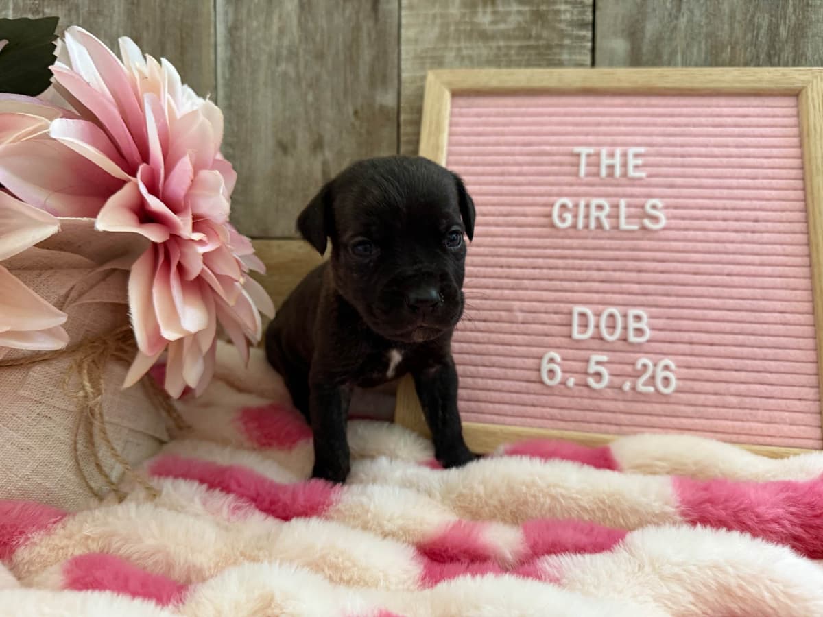 Cane Corso Puppies breeder image 14