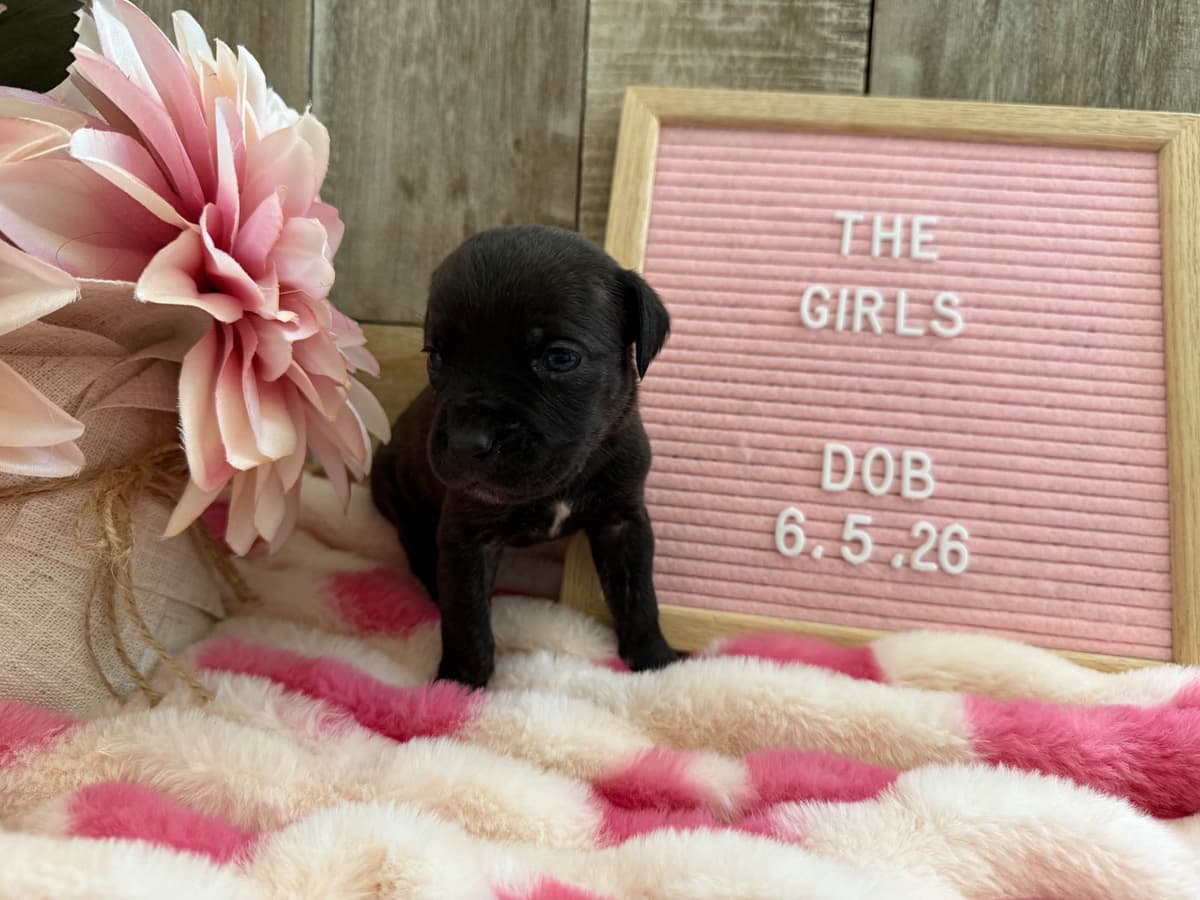 Cane Corso Puppies breeder image 12