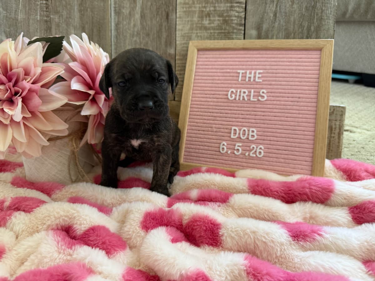 Cane Corso Puppies breeder image 13