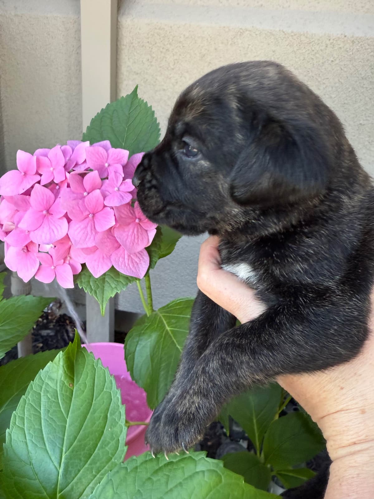 Cane Corso Puppies breeder image 15