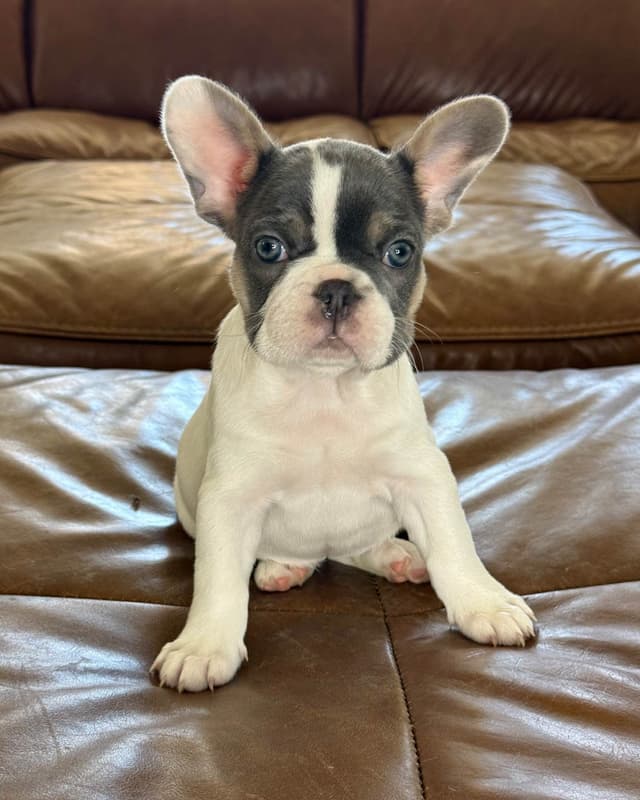 French Bulldog Puppies media 4