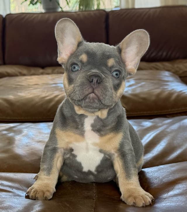 French Bulldog Puppies media 5