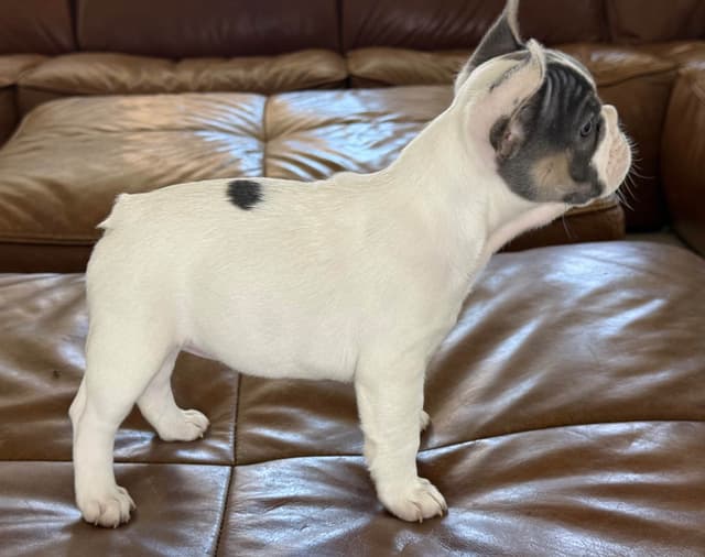 French Bulldog Puppies media 6