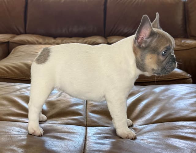 French Bulldog Puppies media 7