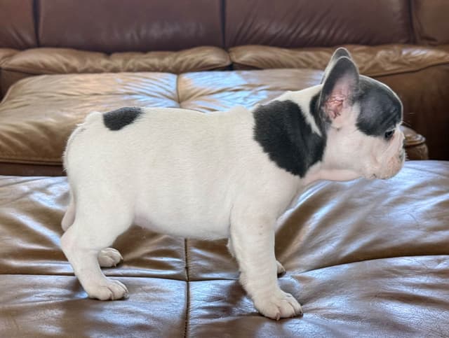 French Bulldog Puppies media 8