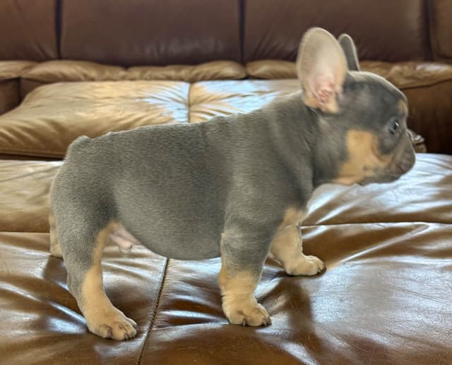 French Bulldog Puppies media 10