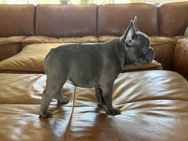 French Bulldog Puppies media 9