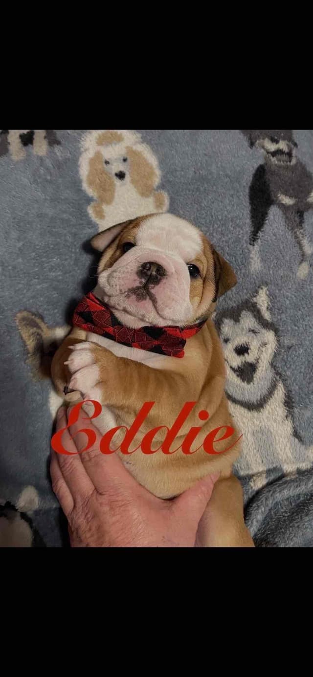Boise Idaho Bulldogs media 21