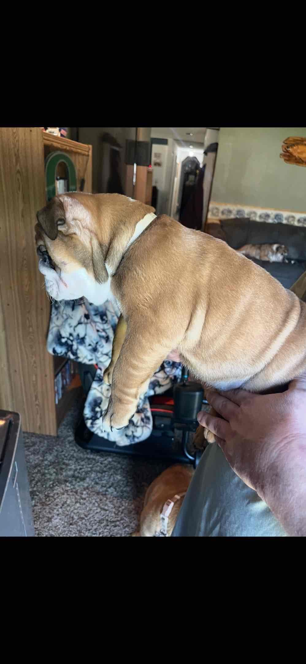Boise Idaho Bulldogs breeder image 2