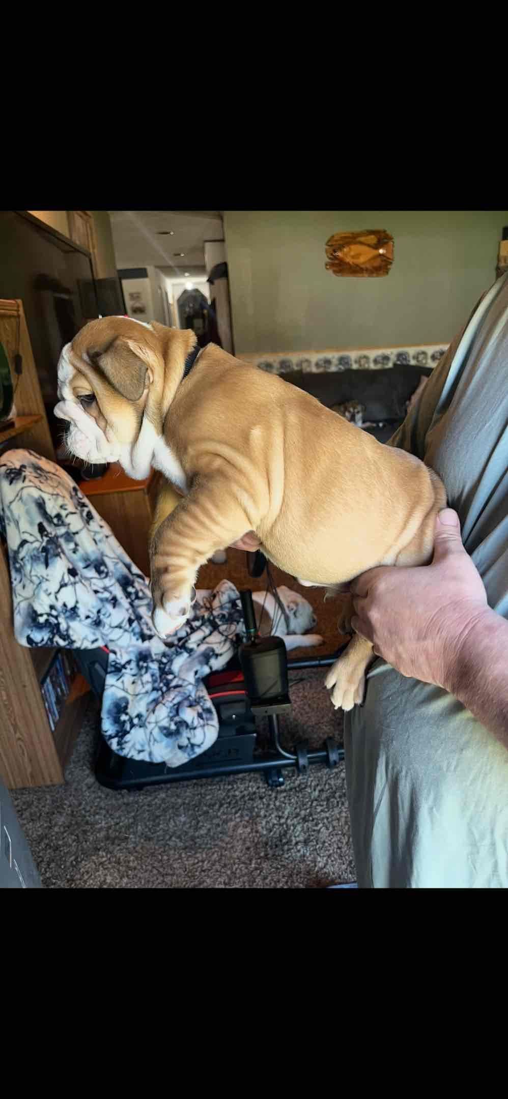 Boise Idaho Bulldogs breeder image 3