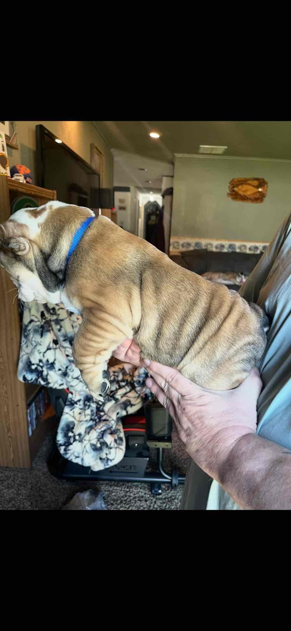 Boise Idaho Bulldogs breeder image 5