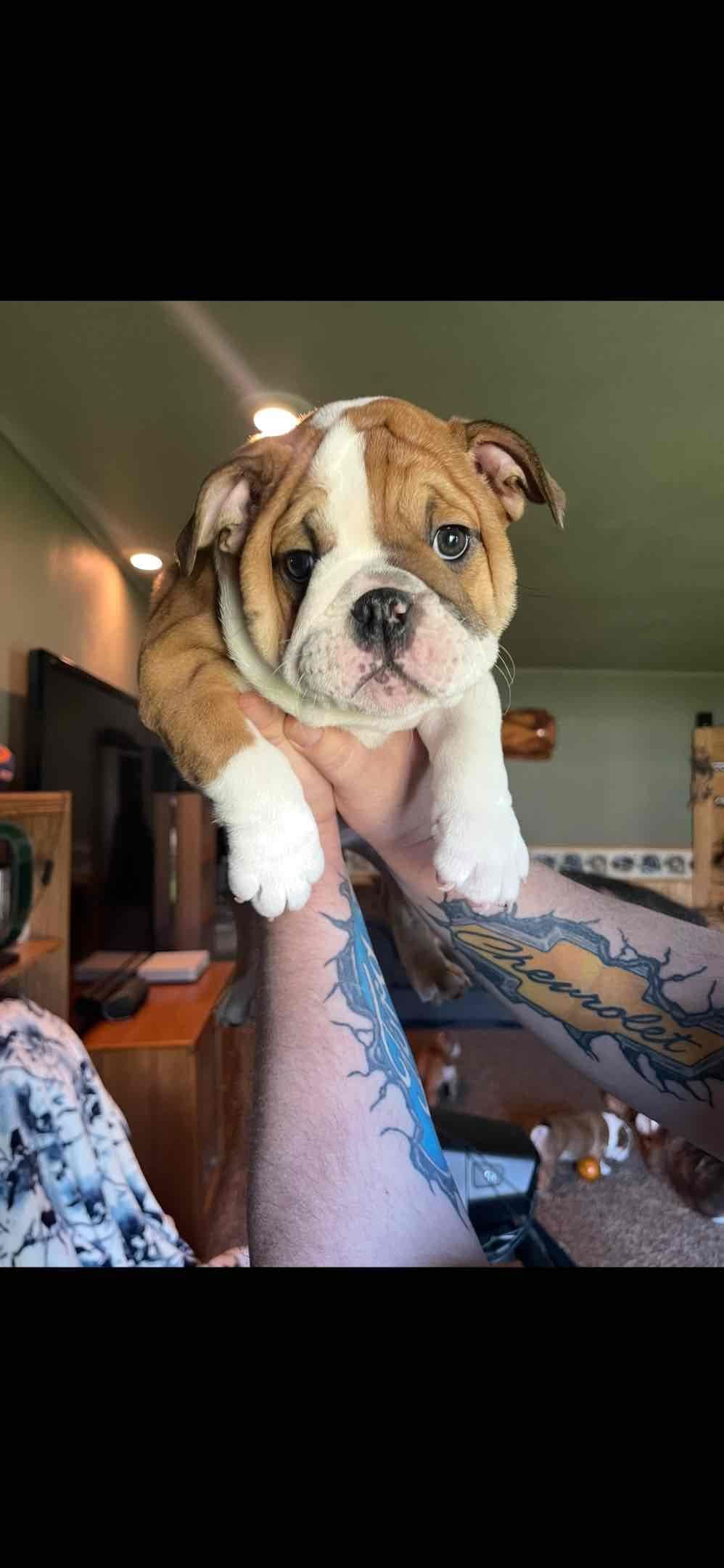 Boise Idaho Bulldogs breeder image 6