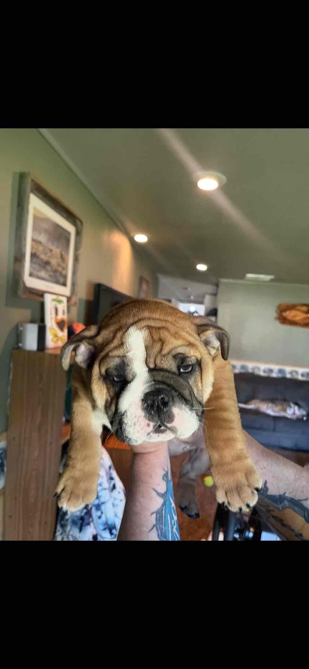 Boise Idaho Bulldogs breeder image 7