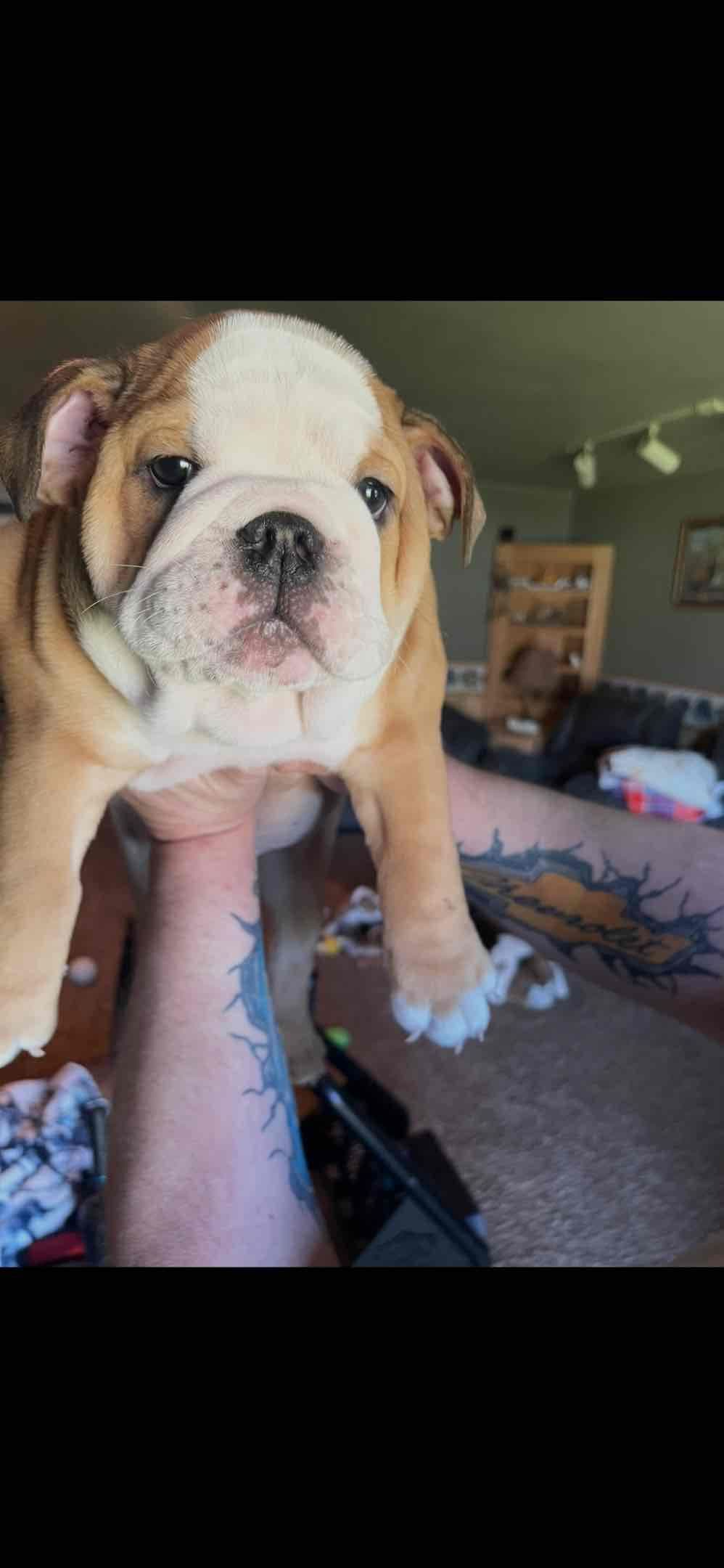 Boise Idaho Bulldogs breeder image 8