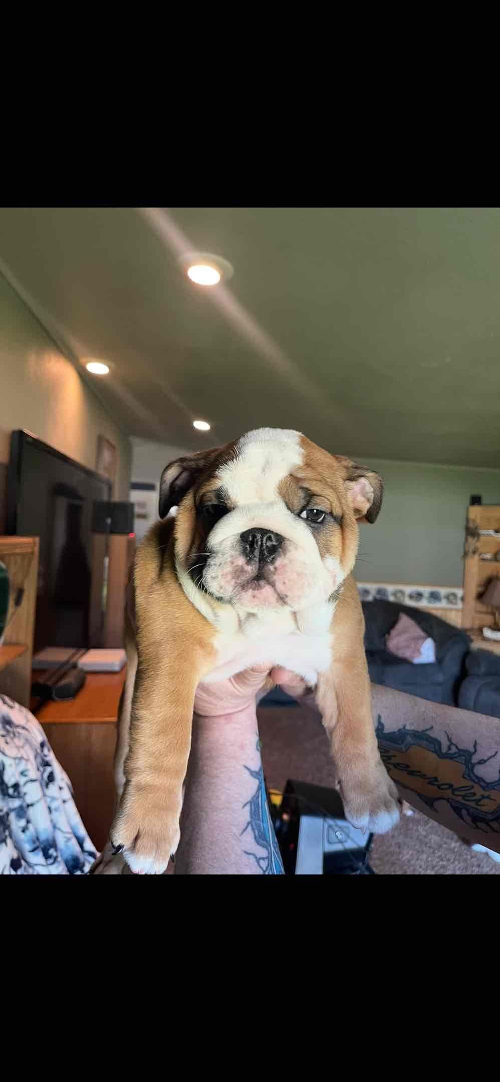 Boise Idaho Bulldogs breeder image 9