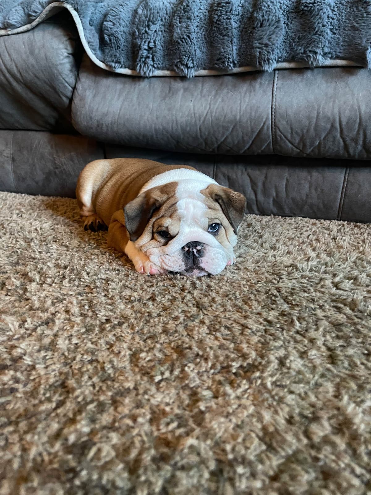 Boise Idaho Bulldogs breeder image 11