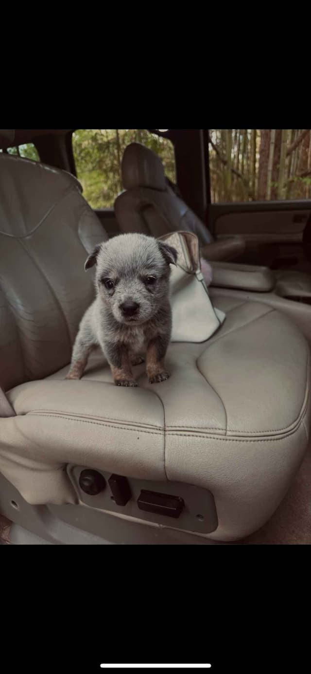 Australian Cattle Dog Puppies media 2