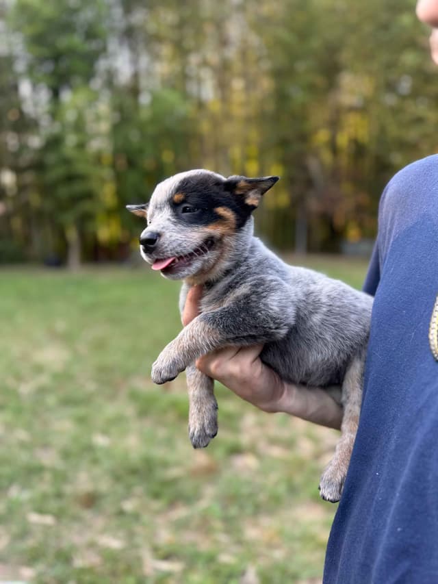 Australian Cattle Dog Puppies media 3