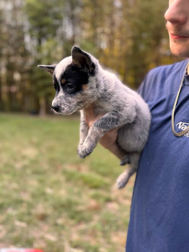 Australian Cattle Dog Puppies media 4