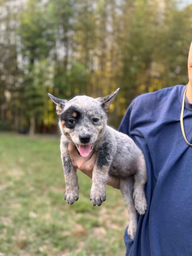 Australian Cattle Dog Puppies media 5