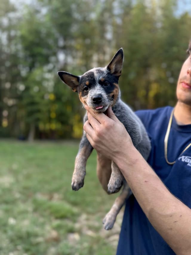 Australian Cattle Dog Puppies media 7