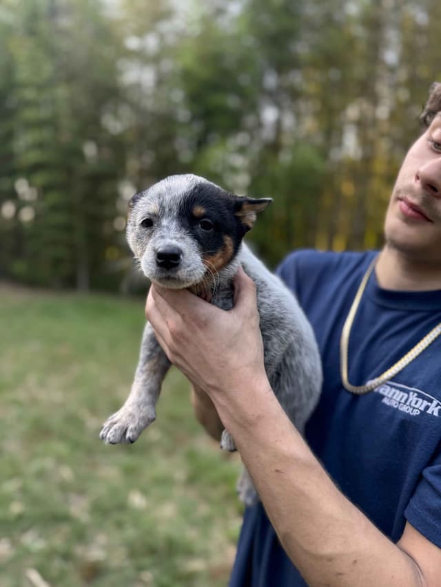 Australian Cattle Dog Puppies media 8