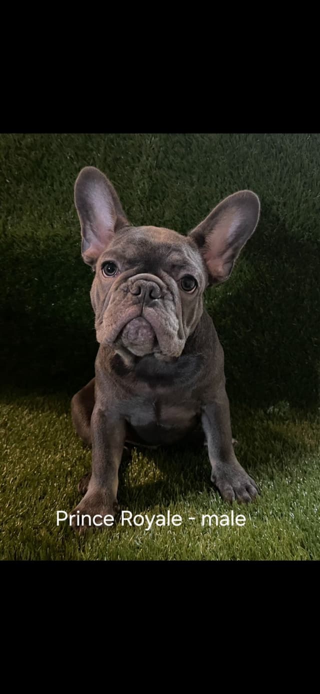 French Bulldog Puppies media 3
