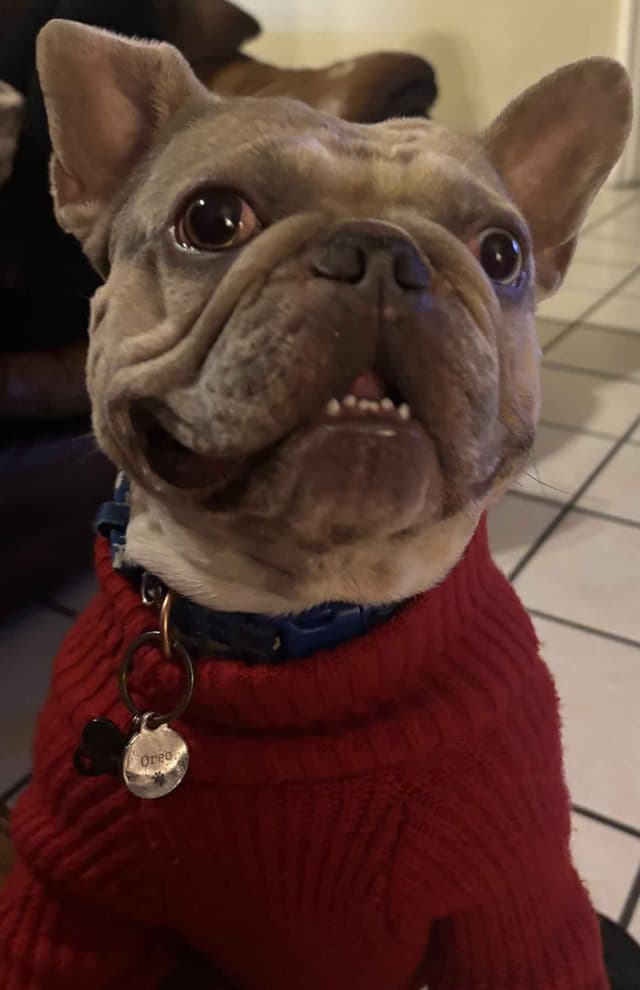 French Bulldog Puppies media 8