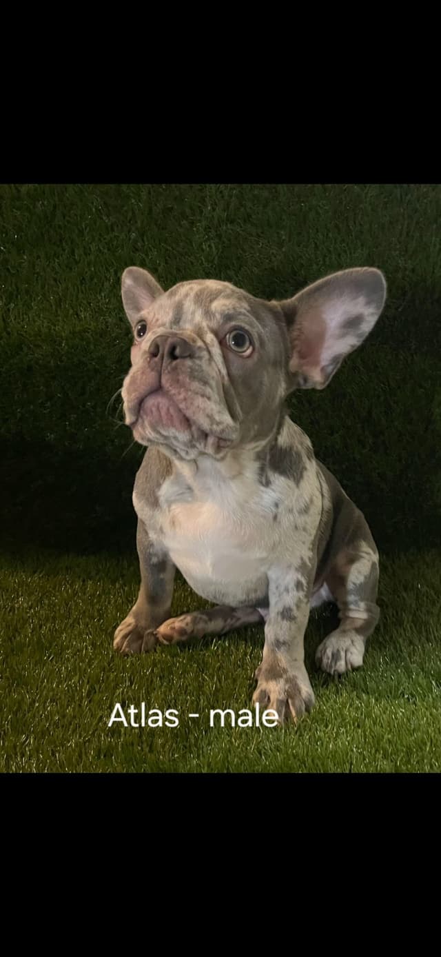 French Bulldog Puppies media 5