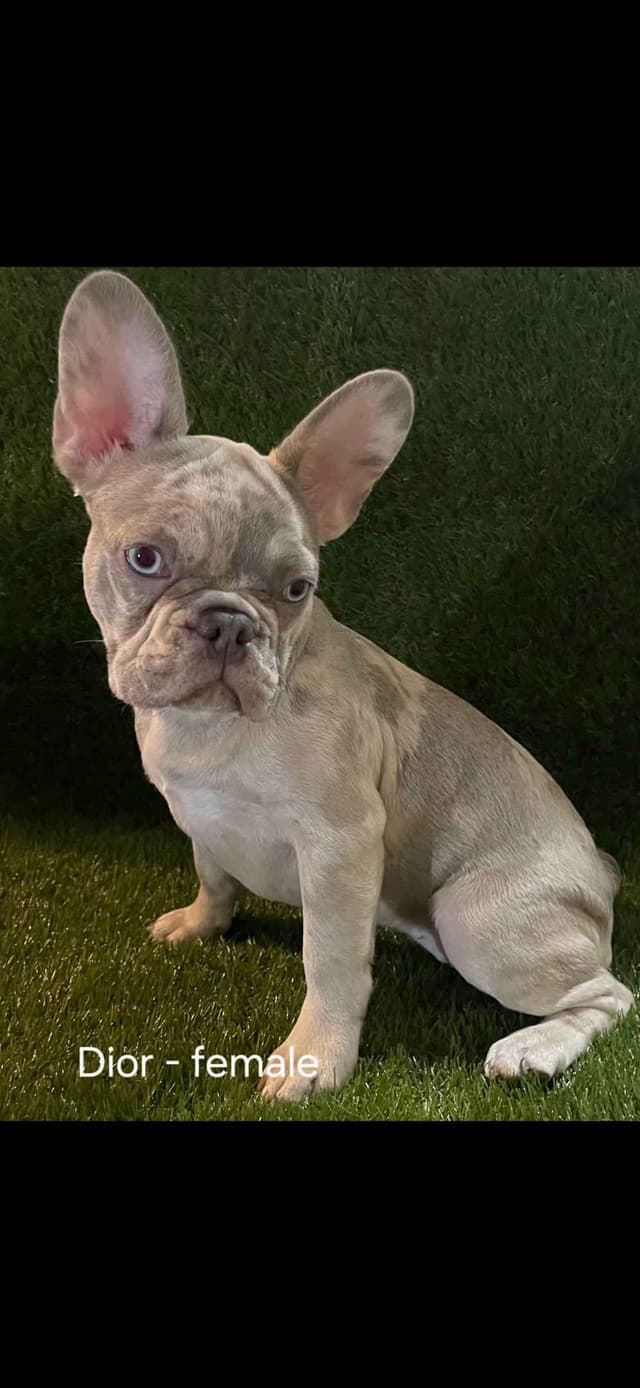 French Bulldog Puppies media 6